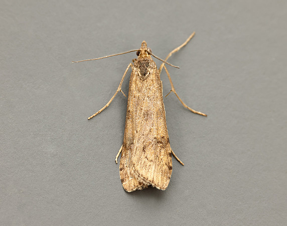 63.052 BF1398 Rush Veneer Nomophila noctuella