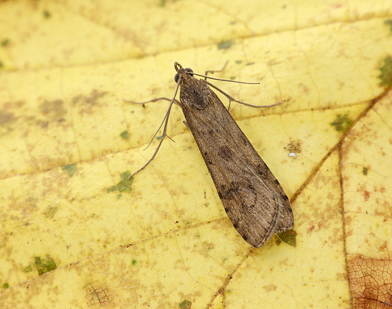 63.052 BF1398 Rush Veneer Nomophila noctuella