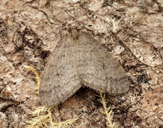 70.106 BF1799 Winter Moth Operophtera brumata