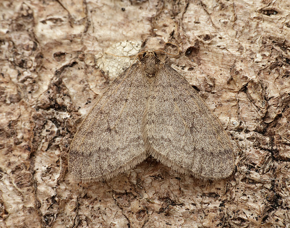 70.106 BF1799 Winter Moth Operophtera brumata