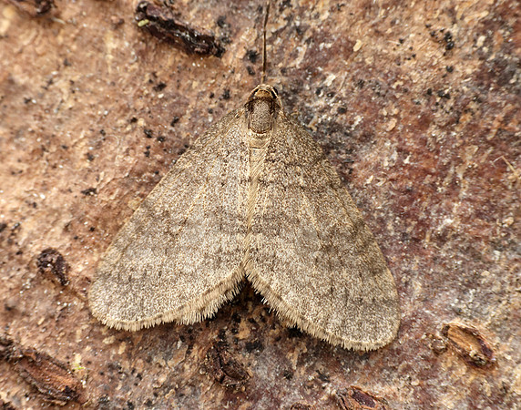 70.106 BF1799 Winter Moth Operophtera brumata