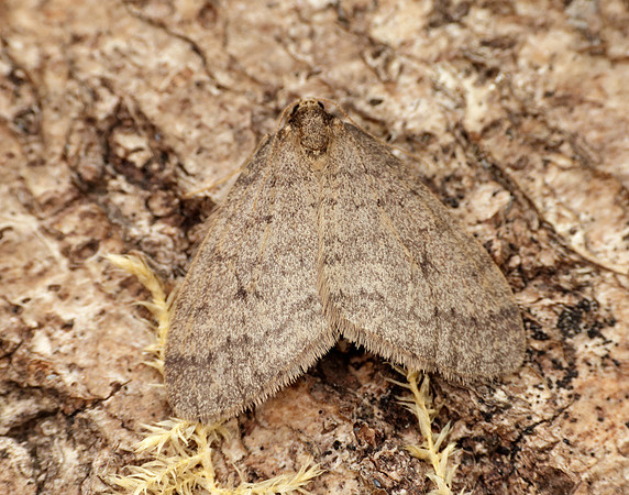 70.106 BF1799 Winter Moth Operophtera brumata