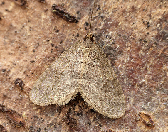 70.106 BF1799 Winter Moth Operophtera brumata