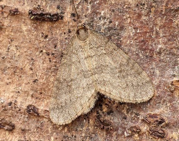 70.106 BF1799 Winter Moth Operophtera brumata