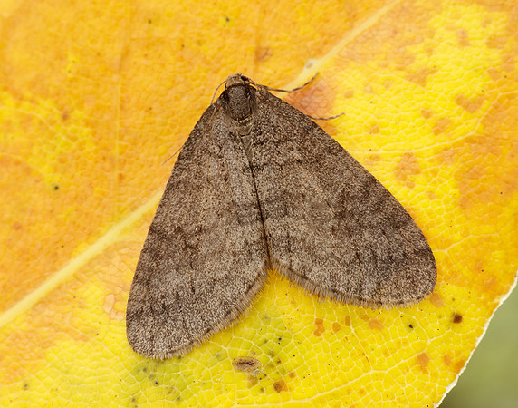 70.106 BF1799 Winter Moth Operophtera brumata