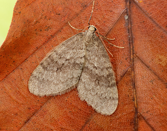 70.106 BF1799 Winter Moth Operophtera brumata