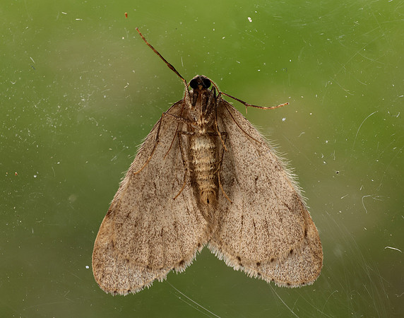 70.106 BF1799 Winter Moth Operophtera brumata