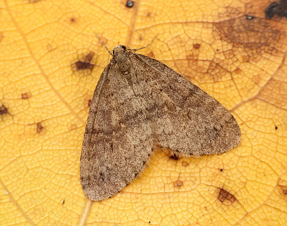 70.106 BF1799 Winter Moth Operophtera brumata
