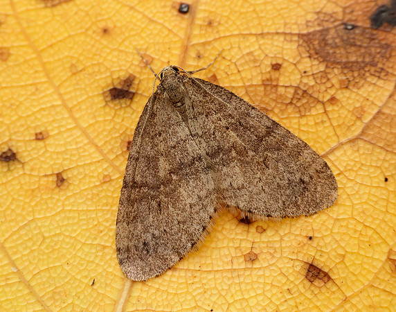 70.106 BF1799 Winter Moth Operophtera brumata