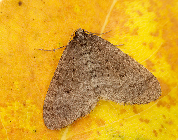70.106 BF1799 Winter Moth Operophtera brumata