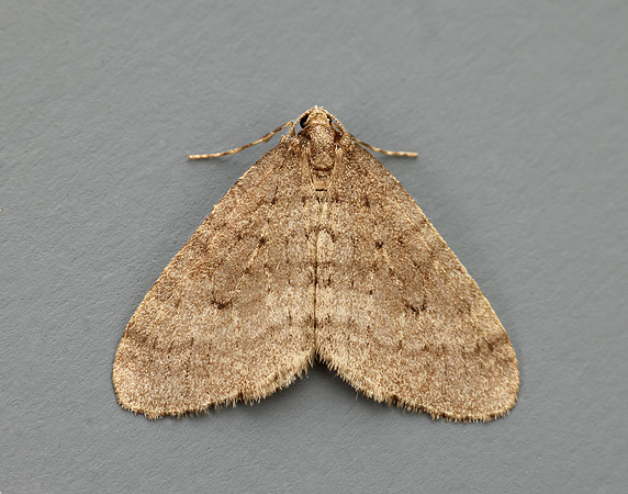 70.106 BF1799 Winter Moth Operophtera brumata
