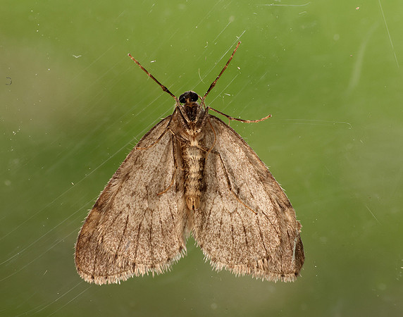 70.106 BF1799 Winter Moth Operophtera brumata
