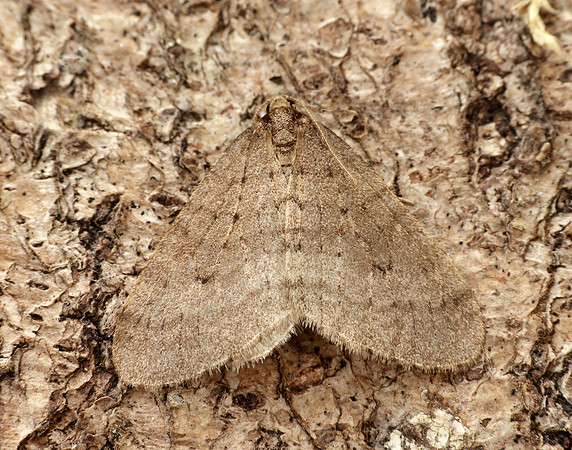 70.106 BF1799 Winter Moth Operophtera brumata