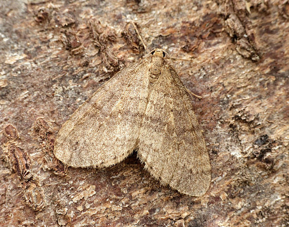 70.106 BF1799 Winter Moth Operophtera brumata