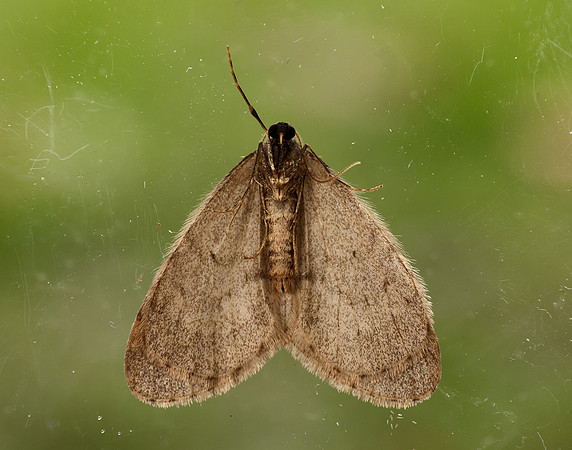 70.106 BF1799 Winter Moth Operophtera brumata