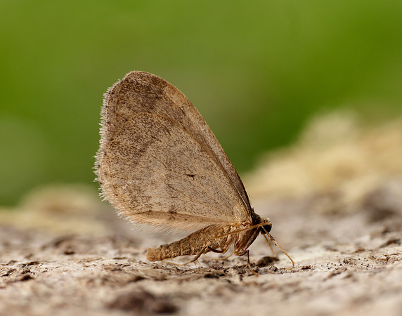 70.106 BF1799 Winter Moth Operophtera brumata