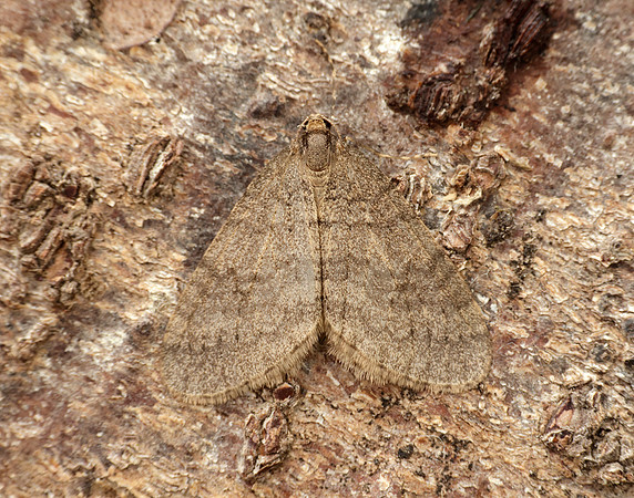 70.106 BF1799 Winter Moth Operophtera brumata