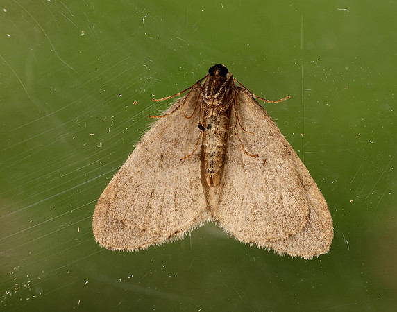70.106 BF1799 Winter Moth Operophtera brumata