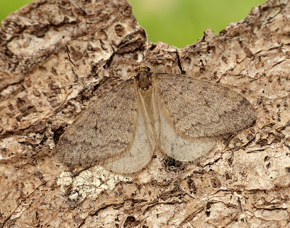 70.106 BF1799 Winter Moth Operophtera brumata