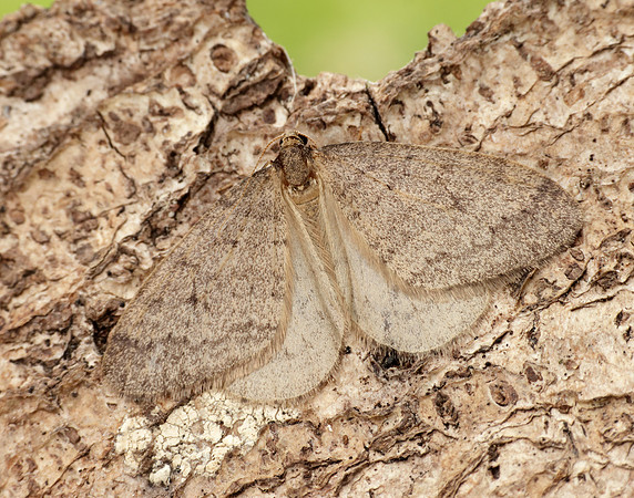 70.106 BF1799 Winter Moth Operophtera brumata