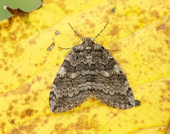 70.107 BF1795 November Moth Epirrita dilutata