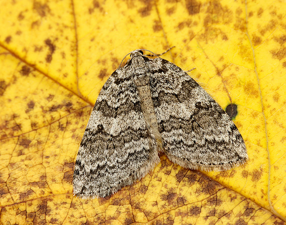 70.107 BF1795 November Moth Epirrita dilutata