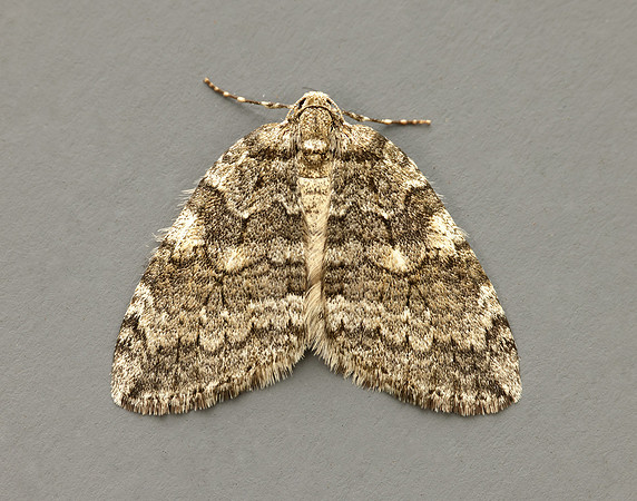 70.107 BF1795 November Moth Epirrita dilutata