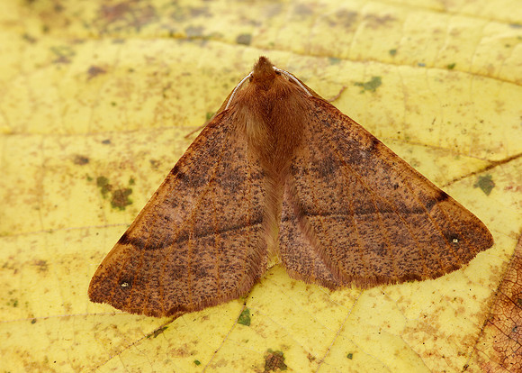 70.244 BF1923 Feathered Thorn Colotois pennaria