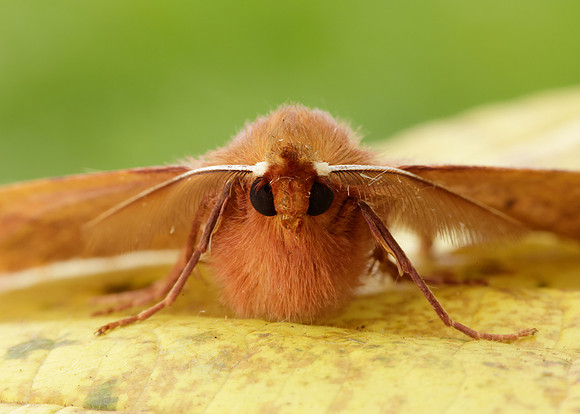 70.244 BF1923 Feathered Thorn Colotois pennaria
