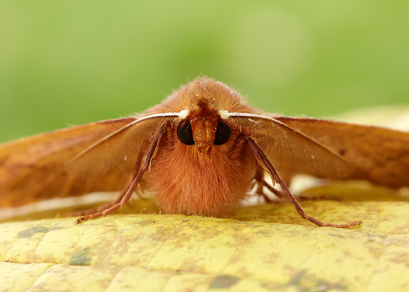 70.244 BF1923 Feathered Thorn Colotois pennaria