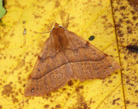 70.244 BF1923 Feathered Thorn Colotois pennaria