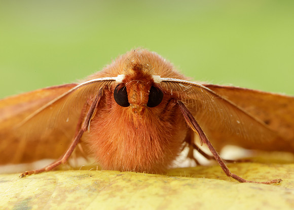 70.244 BF1923 Feathered Thorn Colotois pennaria