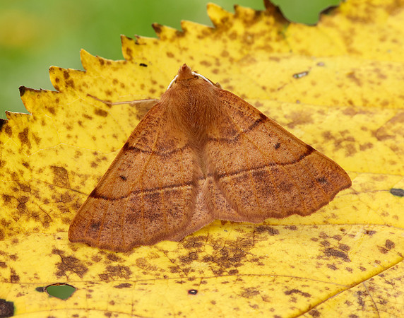 70.244 BF1923 Feathered Thorn Colotois pennaria
