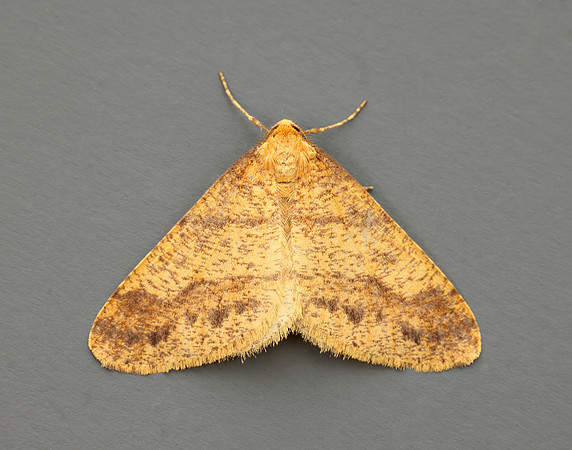 70.254 BF1933 Scarce Umber Agriopis aurantiaria