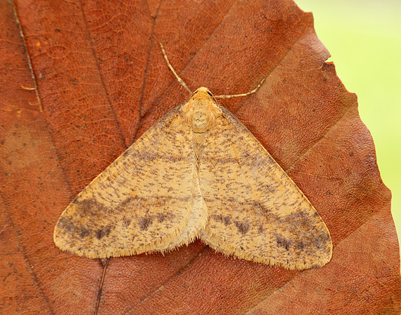 70.254 BF1933 Scarce Umber Agriopis aurantiaria