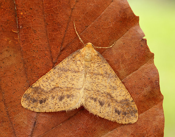 70.254 BF1933 Scarce Umber Agriopis aurantiaria