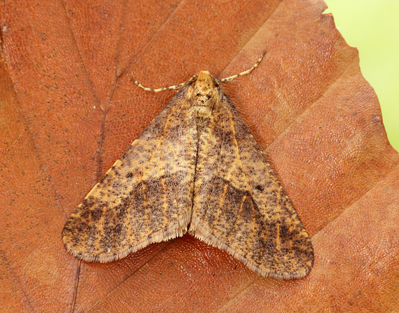 70.256 BF1935 Mottled Umber Erannis defoliaria