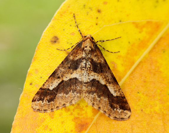70.256 BF1935 Mottled Umber Erannis defoliaria