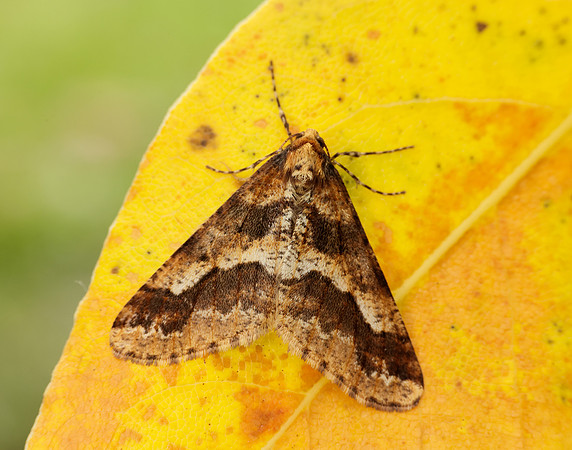 70.256 BF1935 Mottled Umber Erannis defoliaria