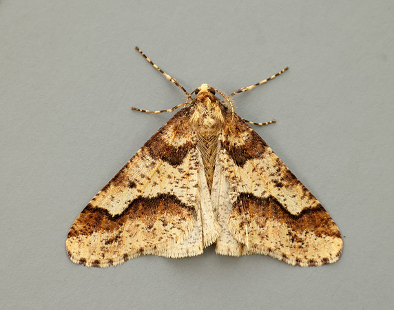70.256 BF1935 Mottled Umber Erannis defoliaria