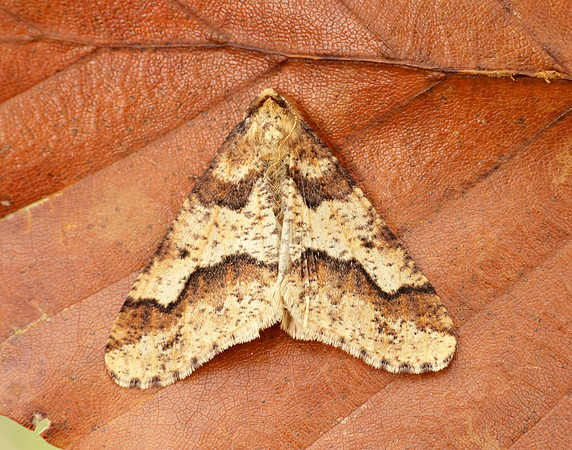 70.256 BF1935 Mottled Umber Erannis defoliaria
