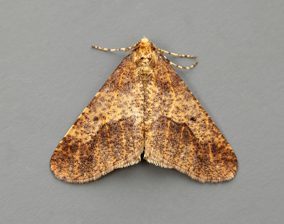 70.256 BF1935 Mottled Umber Erannis defoliaria