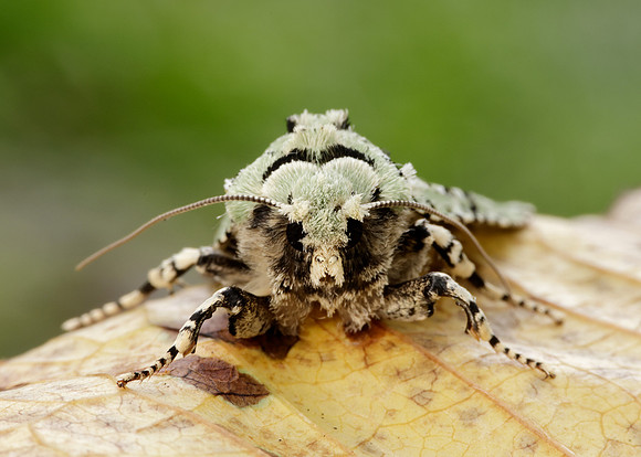 73.224 BF2247 Merveille du Jour Griposia aprilina