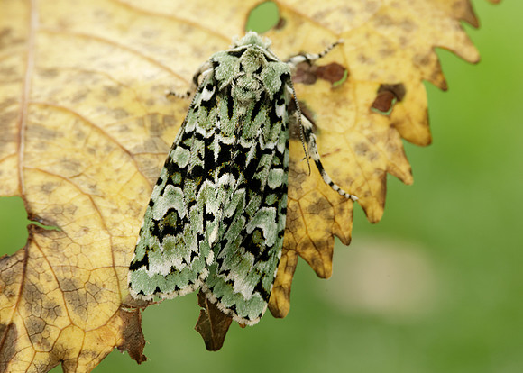 73.224 BF2247 Merveille du Jour Griposia aprilina