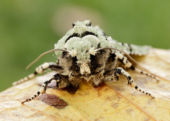 73.224 BF2247 Merveille du Jour Griposia aprilina