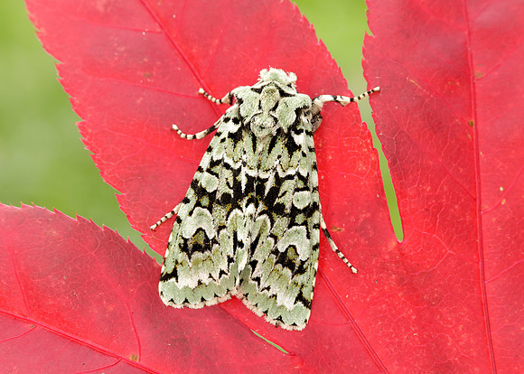 73.224 BF2247 Merveille du Jour Griposia aprilina