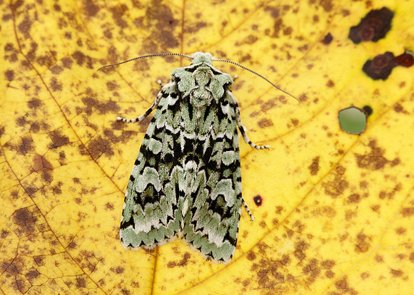 73.224 BF2247 Merveille du Jour Griposia aprilina