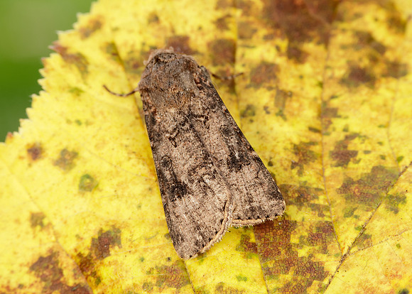 73.319 BF2087 Turnip Agrotis segetum