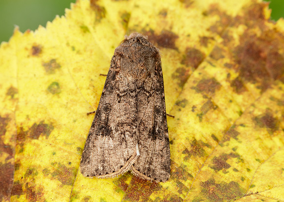 73.319 BF2087 Turnip Agrotis segetum