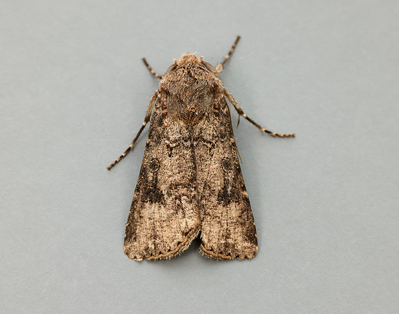 73.319 BF2087 Turnip Agrotis segetum